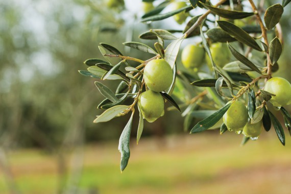 Zeytin Budama Testeresi Seçerken Nelere Dikkat Etmeli?