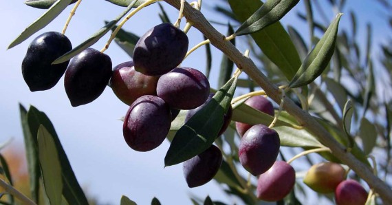 Zeytin Ağaçlarındaki Budama Teknikleri : Şekil Budaması